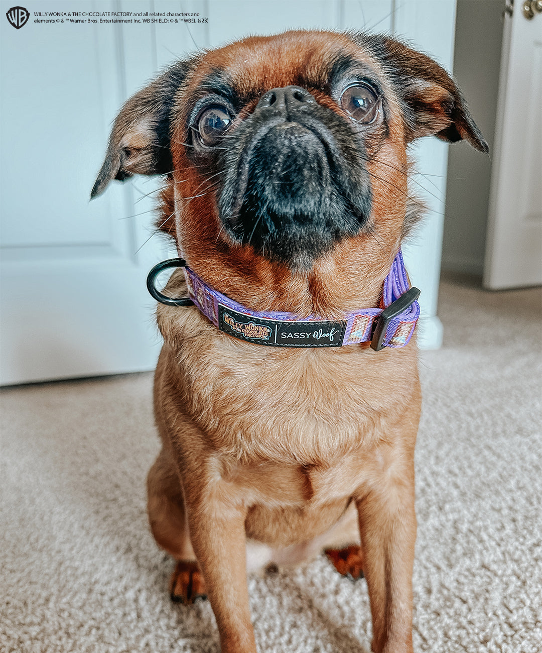 Dog Collar - Willy Wonka & The Chocolate Factory™