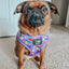 Dog Adjustable Harness - Willy Wonka & The Chocolate Factory™