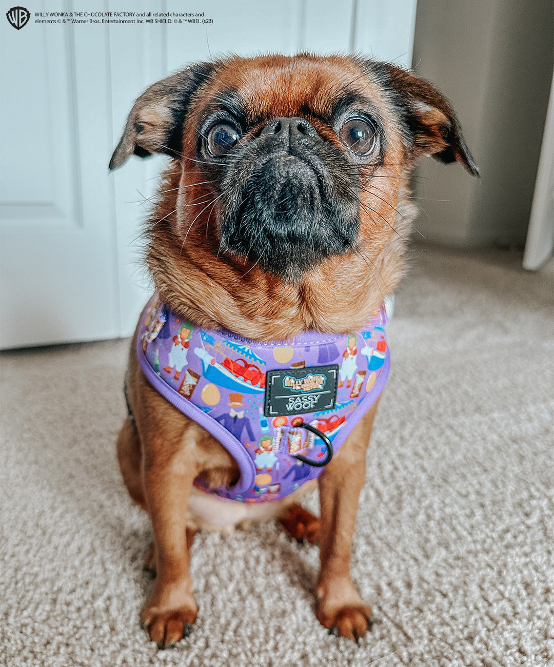 Dog Adjustable Harness - Willy Wonka & The Chocolate Factory™