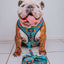 Dog Leash - Nickelodeon CatDog™
