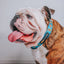 Dog Collar - Nickelodeon CatDog™