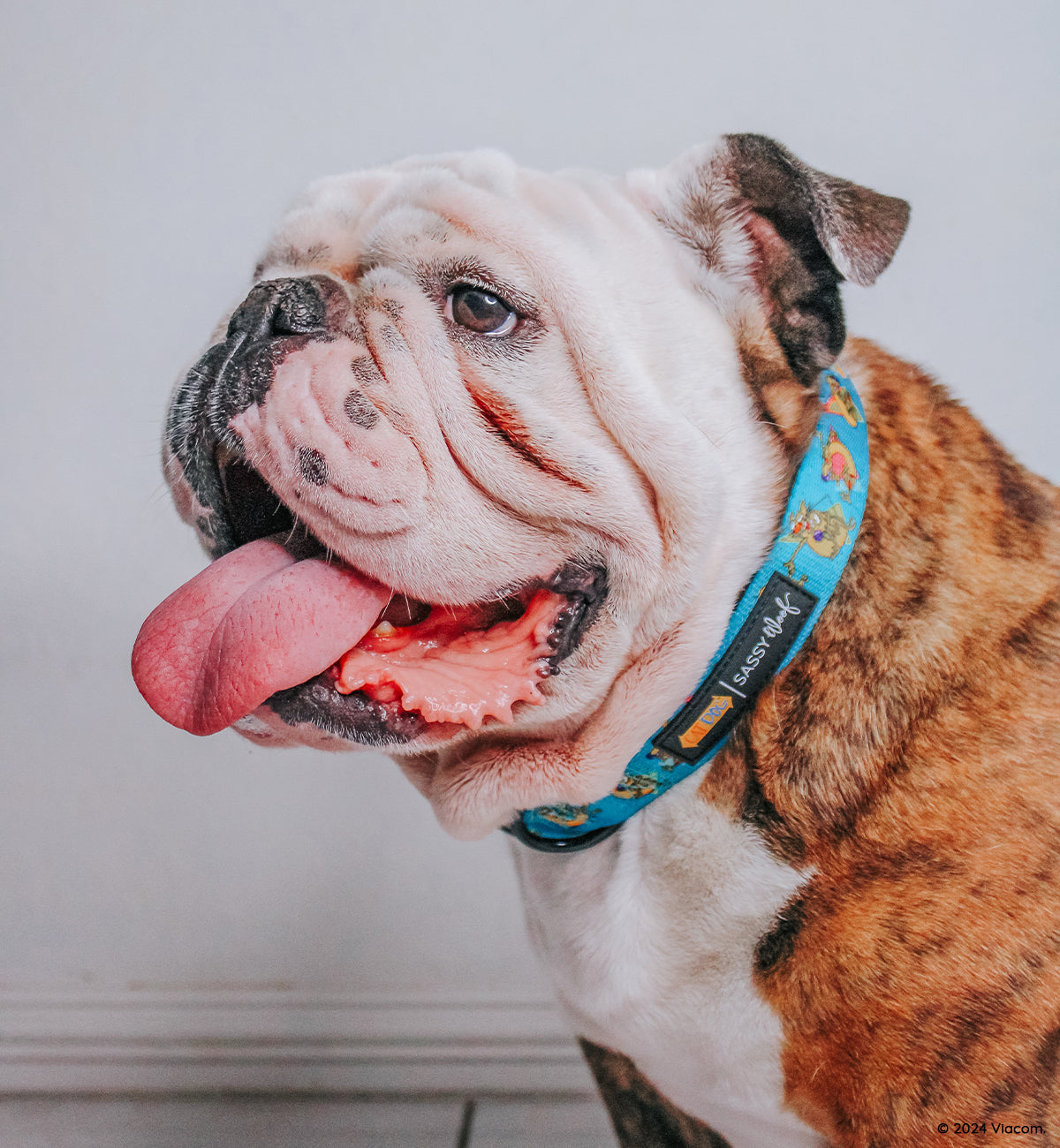 Dog Collar - Nickelodeon CatDog™
