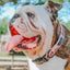 Dog Collar - National Bark