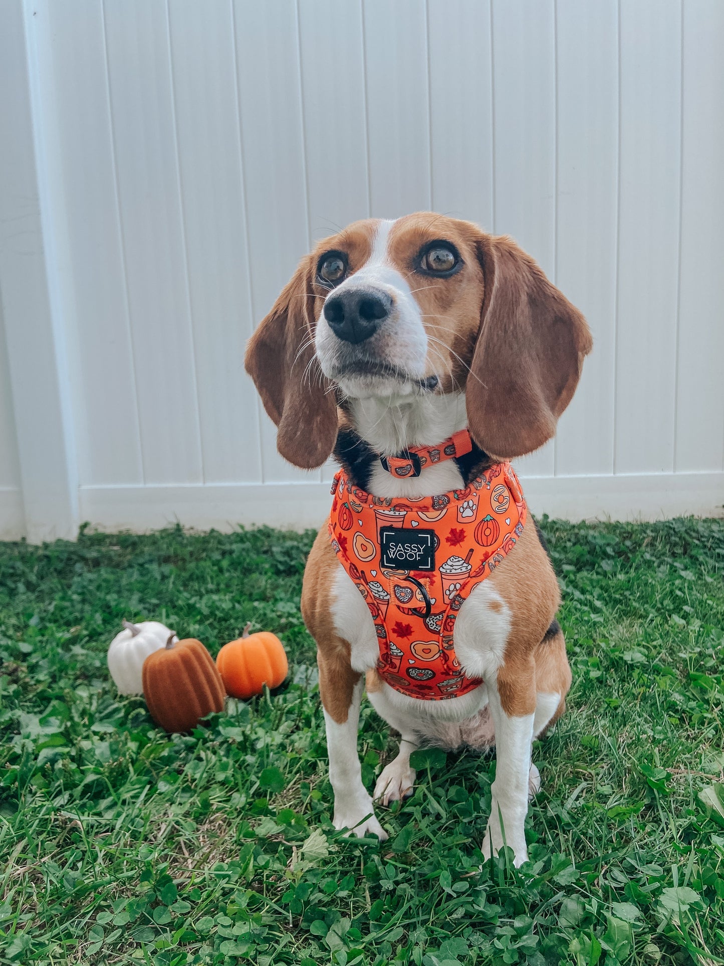 Dog Adjustable Harness - Pupkin Donuts