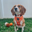 Dog Collar - Pupkin Donuts