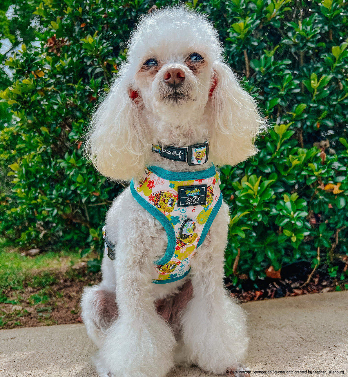 Dog Collar - SpongeBob SquarePants™ Bikini Bottom