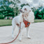 Dog Leash - Teddy