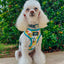 Dog Adjustable Harness - SpongeBob SquarePants™ Bikini Bottom