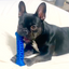 Large Natural Rubber Bone Toothbrush Toy