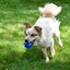 Multipet Alien Tennis Balls w/ TPR 2.5" Assorted Dog Toy