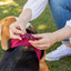 Curli Air Mesh Clasp Tan Vest Harness