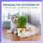 Pet Greens Organic Cat Grass
