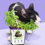 Pet Greens All Natural Live Catnip