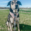 Dog Adjustable Harness - Mixed With Love