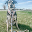 Dog Collar - Mixed With Love