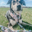 Dog Leash - Mixed With Love