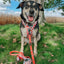 Dog Adjustable Harness - Hot Cocoa Club