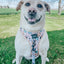 Dog Adjustable Harness - Mixed With Love