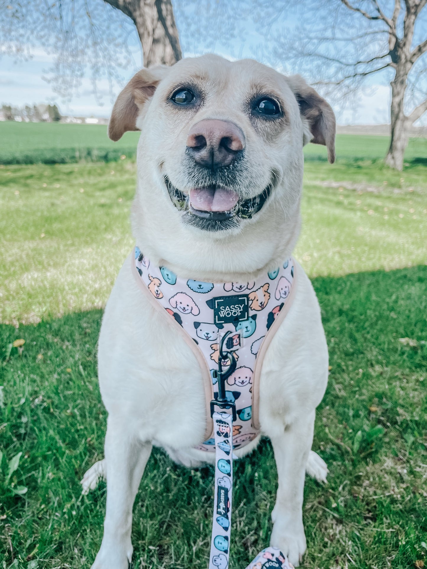 Dog Adjustable Harness - Mixed With Love