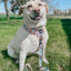 Dog Leash - Mixed With Love