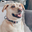 Dog Collar - The Powerpuff Girls™ (Pink)