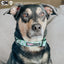 Dog Collar - The Powerpuff Girls™ (Green)