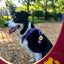 Suns Out Jiby Dog Charm
