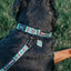 Dog Leash - Scooby-Doo™
