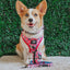 Dog Adjustable Harness - Looney Tunes™ Pink