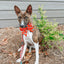 Dog Leash - Disney Holiday Collection