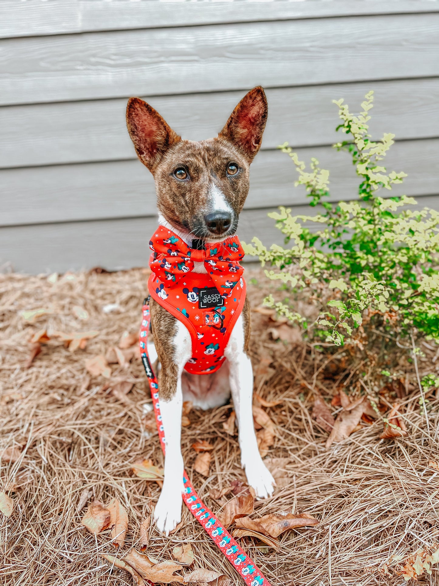 Dog Adjustable Harness - Disney Holiday Collection