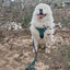 Dog Adjustable Harness - Reflection