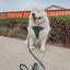 Dog Leash - Reflection