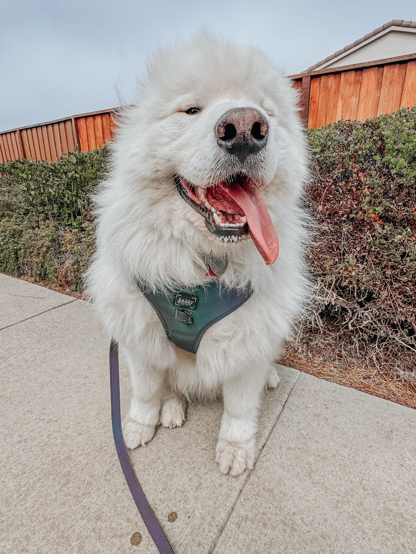 Dog Collar - Reflection