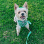 Dog Adjustable Harness - Kiwi Krazy