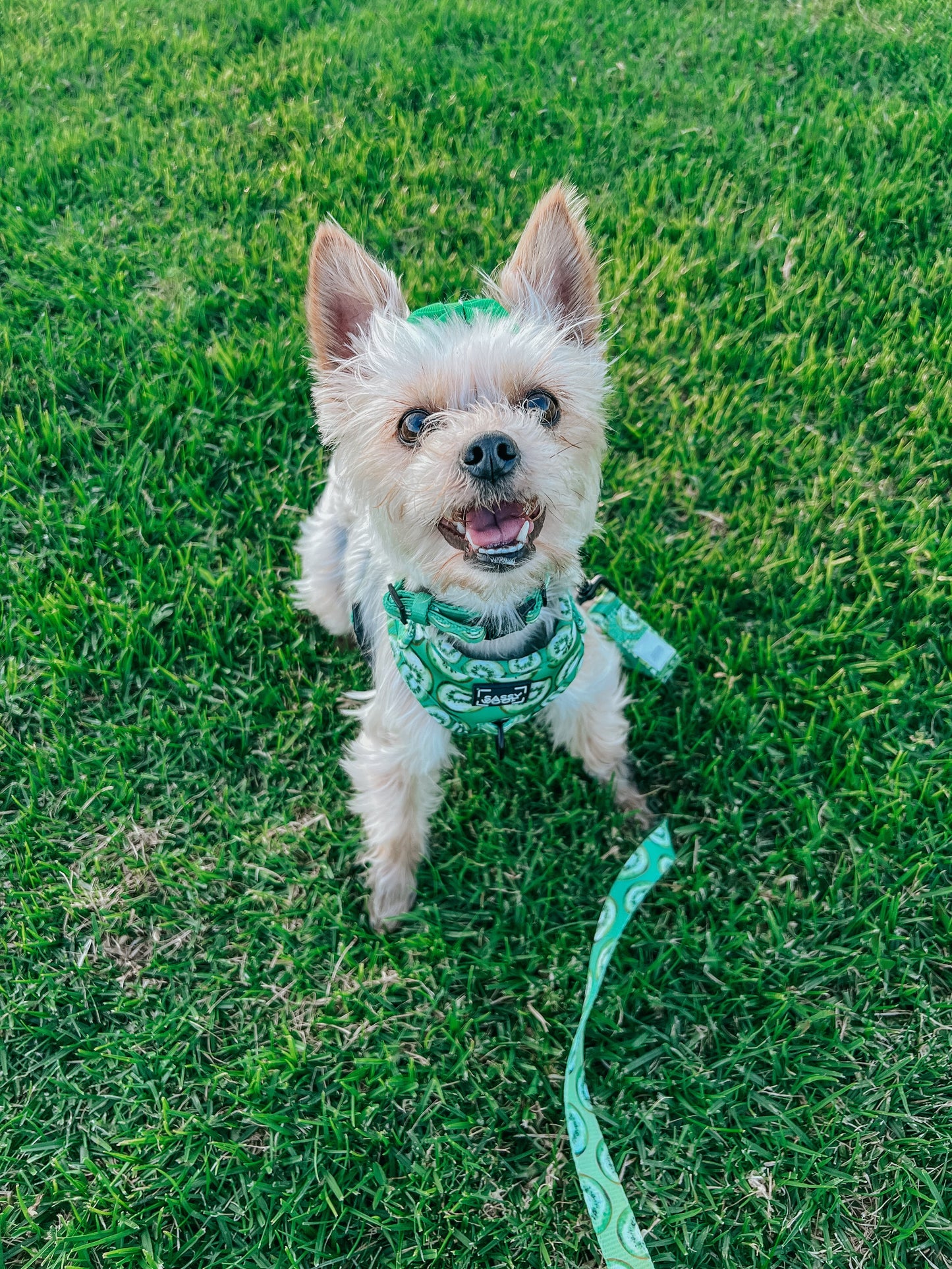 Dog Adjustable Harness - Kiwi Krazy