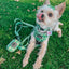 Dog Collar - Kiwi Krazy