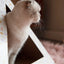 'Terrazzo' Cardboard Cat Pyramid