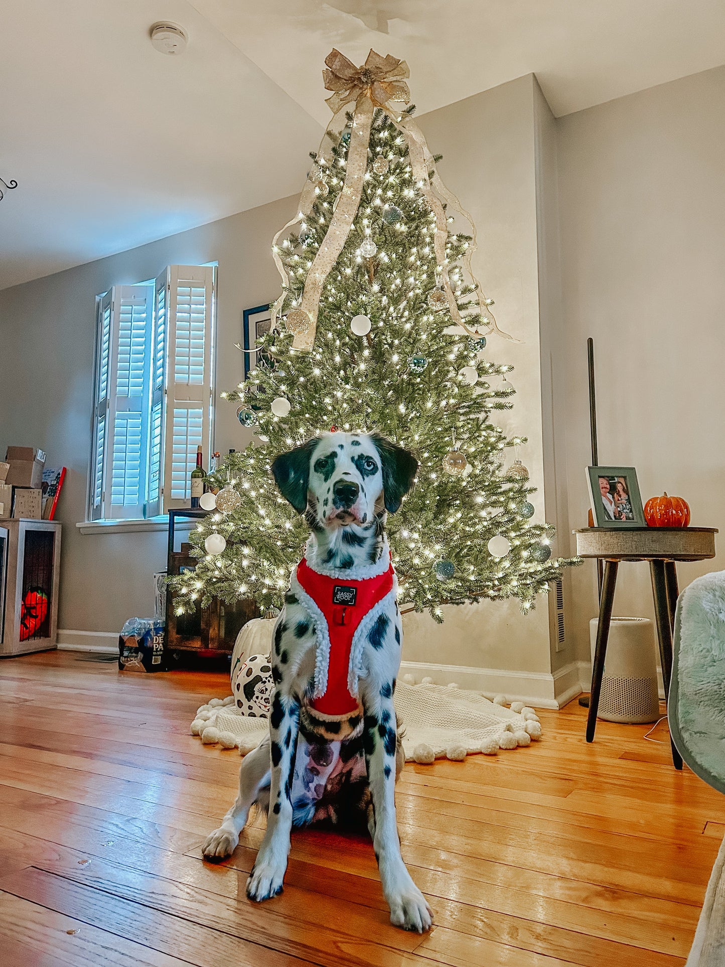 Dog Adjustable Harness - Naughty