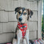 Dog Collar - Sleigh Baby Sleigh