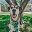 Dog Adjustable Harness - Kiwi Krazy