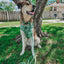 Dog Collar - Kiwi Krazy
