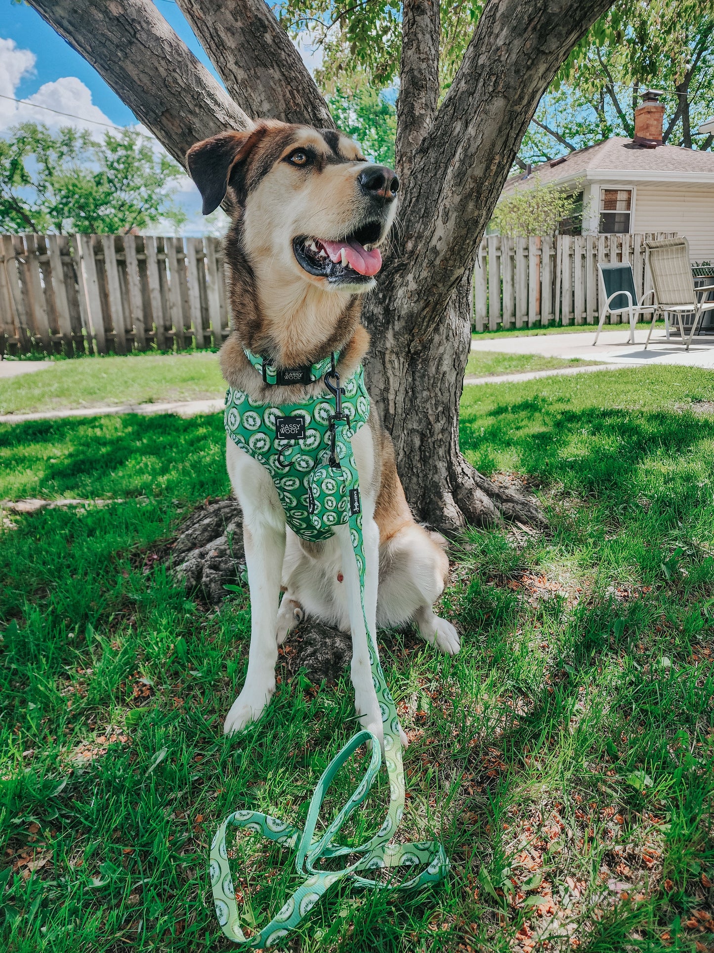 Dog Collar - Kiwi Krazy