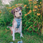 Dog Leash - Sage