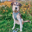 Dog Step-in Harness - Sage
