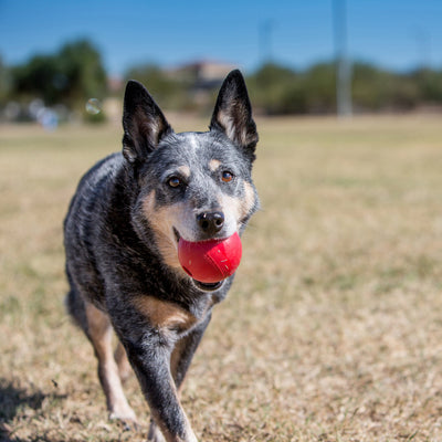 Kong Ball with Hole Small