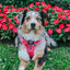 Dog Adjustable Harness - The Powerpuff Girls™ (Love)