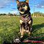 Dog Leash - STAR WARS™ The Dark Side