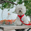 Dog Adjustable Harness - Naughty