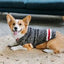 Boyfriend Dog Sweater